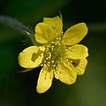 Geum urbanum