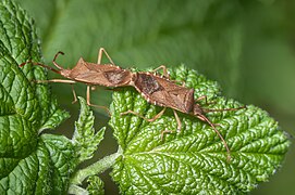 Gonocerus acuteangulatus Paarung