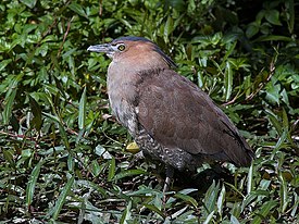 Тигровая выпь (Gorsachius melanolophus)