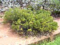 Hakea flabellifolia