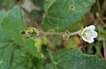 Hibiscus lobatus - Lobed Leaf Mallow 01.JPG