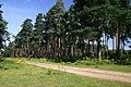 Scots pines in Thetford Forest