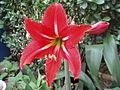 Hippeastrum