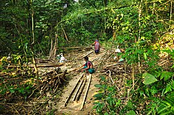 Inheemse vrouwen aan het werk in het bos