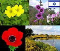 Flores de Israel.