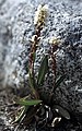 Polygonum viviparum (Svalbard)