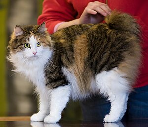 Bobtail des Kouriles