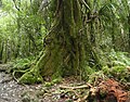 Laurelia novae-zelandiae -lajin puun tyvi ja lankkumaisia juuria (Uusi-Seelanti).