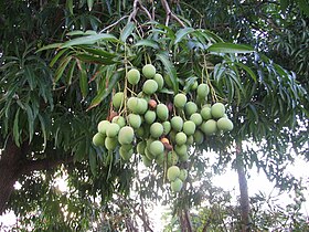 Mango tree in Rincón