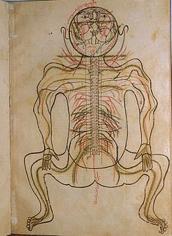 From: Mansur ibn Ilyas: Tashrih-e badan-e ensan. tshryH bdn nsn
(dissection of human body). Manuscript, c. 1450, U.S. National Library of Medicine. Mansur1911.jpg