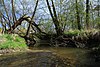 Meandry Chvalšinského potoka