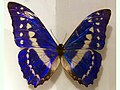 Morpho cypris