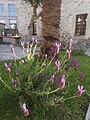 Lavender plant by a mosque in Mostar, Bosnia and Herzegovina.