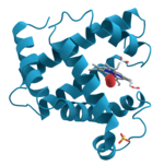 Representação da estrutura tridimensional da mioglobina, proteína globular de 153 aminoácidos, na qual se observam as alfa-hélices a azul. Esta proteína foi a primeira a ter a sua estrutura resolvida através de cristalografia de raios X. No centro, à direita, está representado um grupo prostético denominado hemo (a cinzento), ao qual está ligada uma molécula de oxigénio (vermelho).