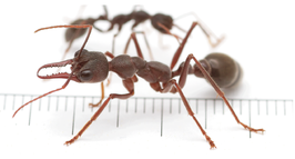 Myrmecia pyriformis