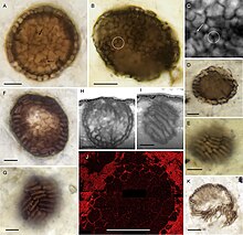 A fossilized sample of Bicellum brasieri, a billion-year-old potential holozoan. Naked stereoblasts of billion-years-old Bicellum Brasieri.jpg