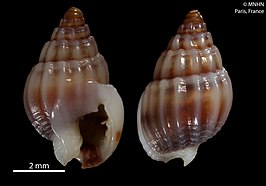 Nassarius maccauslandi