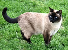 220px-Neighbours_Siamese.jpg