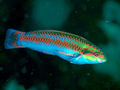 Thalassoma cupido