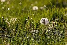 Dandelion clocks showing among the grass Nottuln, Bauerschaft Stevern -- 2020 -- 7049.jpg