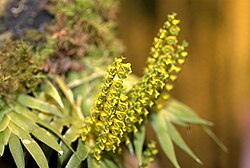 Ornithocephalus ecuadorensis at the Pacific Orchid Exposition 2010 2.jpg