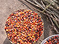 traditionelle Palmölpro- duktion in Ghana 2008 001: Palmkerne, die Früchte der Ölpalme