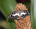 Limonenfalter (Papilio demoleus)