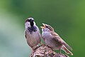 Ein Haussperling (Passer domesticus, Männchen) mit Jungvogel (ohne Ortsangabe in NRW)