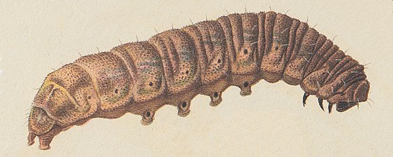 Illustration av fjärilens larv