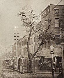 Stuyvesant pear tree, 1863