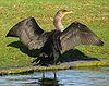 Cormorán Orejudo secando sus alas