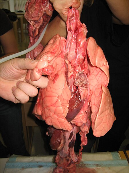 File:Pig lungs.jpg