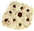 Superficie do cenósteo de Millepora ampliado 80 veces: ao redor do gastróporo sitúanse 8 dactilóporos. O diámetro maior do conxunto de poros é de 1,5 mm. (Ilustración de 1881)