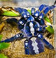 藍寶石華麗雨林 Poecilotheria metallica