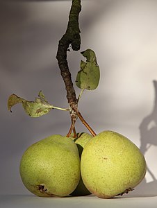 Poire à Botzi