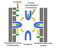 Miniatura para Proteína intercambiadora de fosfolípidos