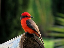 Hím rubinfejű tirannusz (Pyrocephalus rubinus)