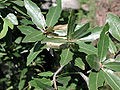 Quercus emoryi