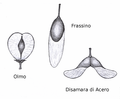 Image 1Wind dispersed seed of elm (Ulmus), ash (Fraxinus) and maple (Acer) (from Tree)