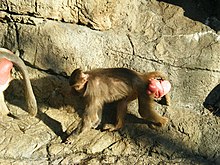 Sexual swelling in a female hamadryas baboon indicates she is ovulating. Unlike other primates, human females show no obvious outward signs of ovulation. Sexual swelling in female Hamadryas baboon.jpg