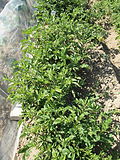 Solanum tuberosum Oldenburger Blaue (02) .jpg