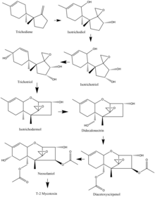 Simplified biosynthesis of the T-2 Mycotoxin in F. sporotrichioides T-2 Mycotoxin Biosynthesis.png