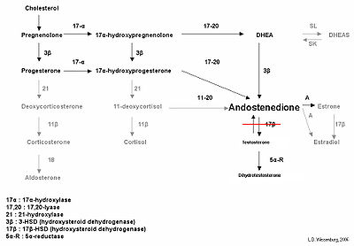 17 hydroxysteroid test