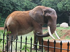 African bush elephant