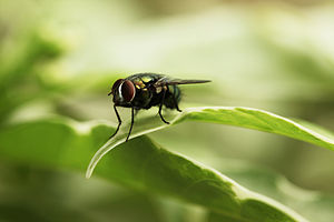 English: The average housefly lives for 21 days