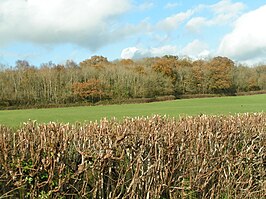 Ashclyst Forest met boerenland