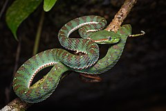 Description de l'image Trimeresurus sabahi fucatus, Banded pit viper - Takua Pa District, Phang-nga Province (46710893582).jpg.
