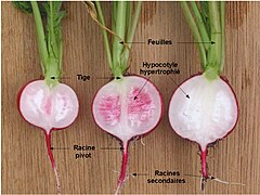 Morphologie d'un tubercule de radis (Raphanus sativus).