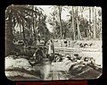 Bilde fra oasen ved Tozeur, fotografert mellom 1890 og 1900.