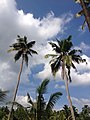Twin Coconut trees standing up seeing the blue sky